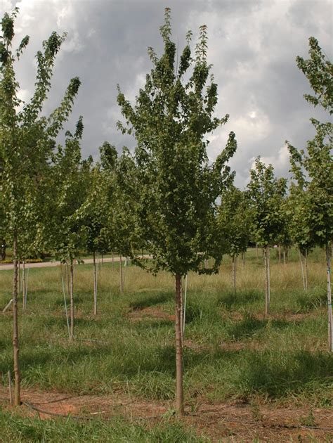 Trident Maple Shade Trees Mcmakin Farms