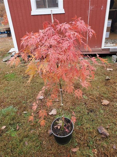 Japanese Weeping Maple