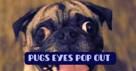 Pugs Eyes Pop Out Prevention And Treatment The Pug World