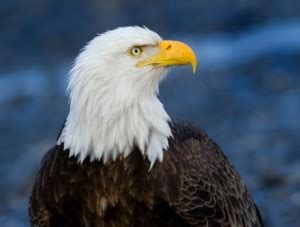 Bald Eagle Facts for Kids | North American Birds