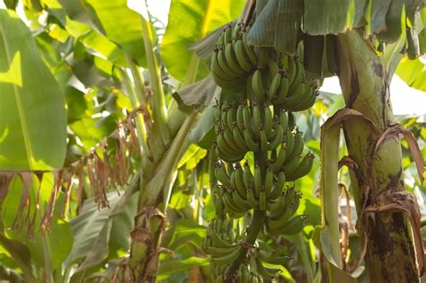 Detalhe De Uma Planta O De Banana Em Luxor Egito Foto Premium