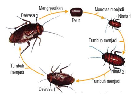 Urutan tahap-tahap dalam daur hidup kecoak adalah ...