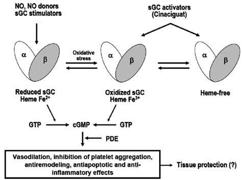 Cgmp Pathway