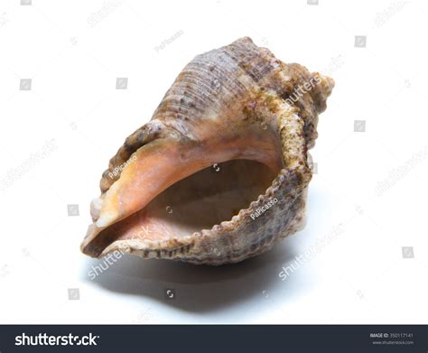 Scallops Shell See Pectinidae On White Stock Photo Shutterstock