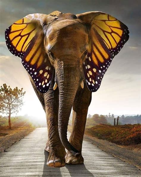 Elephant & Butterfly | Elephant art, Elephant painting, Elephant ...