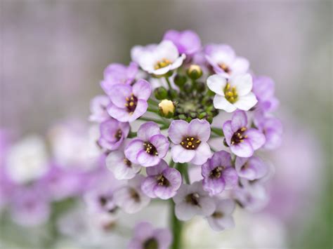 Sweet Asylum Flower