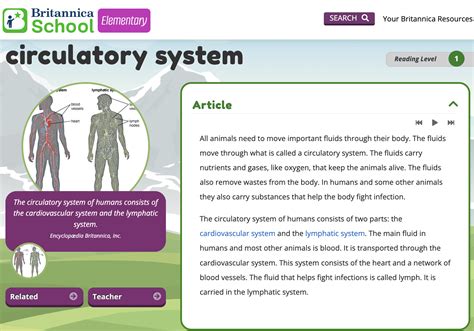 Circulatory System Pyp Who We Are Wab Learns At Western Academy Of Beijing