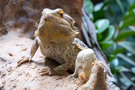 249+ Bearded Dragon Names (BEST 2024 Ideas) - Blog Of Tom