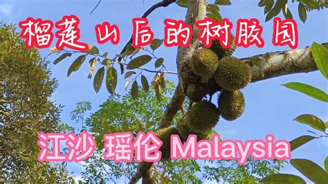 榴莲芭里的树胶园 Jerlun Kuala Kangsar Rubber Tapper 江沙瑶伦 YouTube