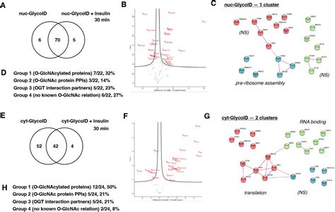 Spatiotemporal Proximity Labeling Tools To Track Glcnac Sugar Modified