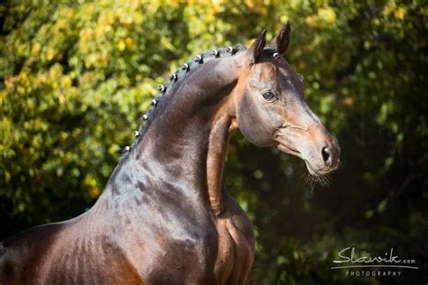 a brown horse standing in front of some trees and bushes with spikes on ...