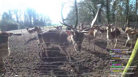 03 03 2024 Tiere glücklich machen Buxtehude und Umgebung Tour YouTube