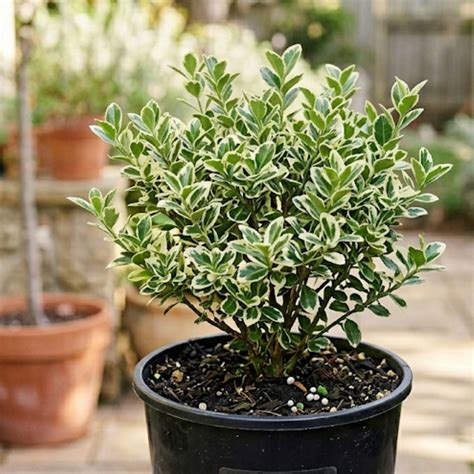 Euonymus Microphyllus Albovariegatus Variegated Box Leaf Evergreen S