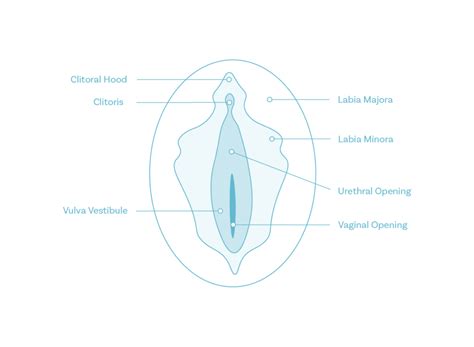 Labial Hypertrophy | Advanced GYN Solutions