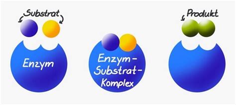 Enzyme Katalysatoren Des K Rpers Ptaheute