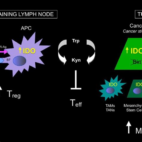 Sites Of IDO Expression And Action In Cancer IDO Expression Has Been