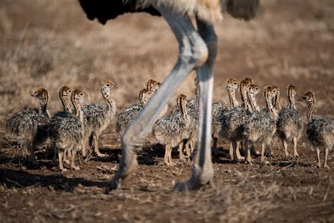 Mother Ostrich Stock Image Image Of Bird Ostrich Eggs 5819447