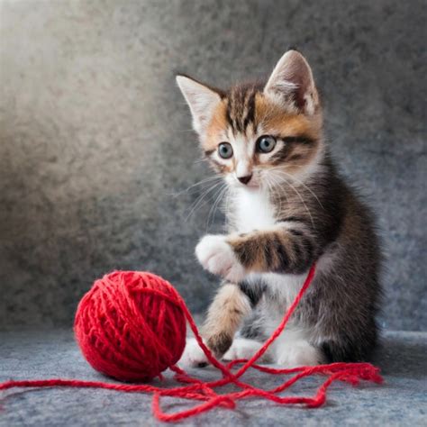 A Kitty Playing Free Stock Photo - Public Domain Pictures