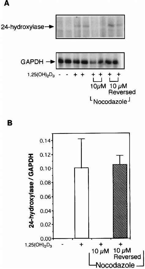 Effect Of Nocodazole On Oh D Mediated Induction Of