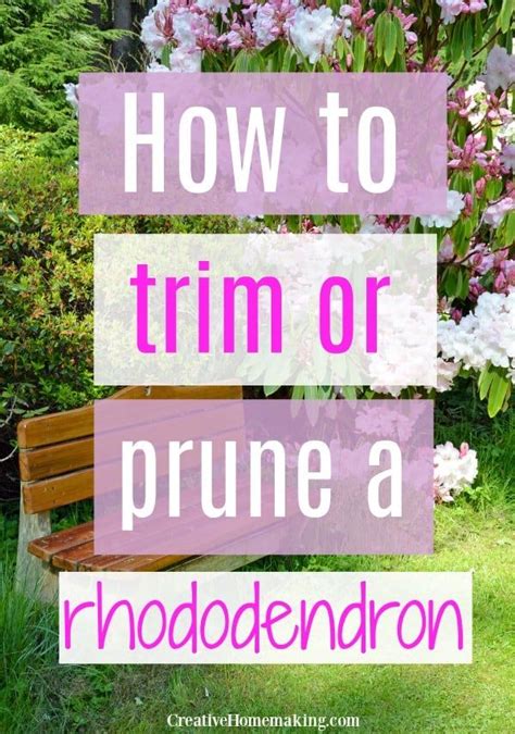 Caring For And Pruning Rhododendrons Artofit