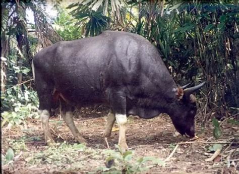 Jenis Hewan Yang Dilindungi Di Taman Nasional Ujung Kulon Banten