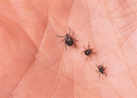 5 Effective Ways To Protect Against Ticks Mosquito Guy Mosquito