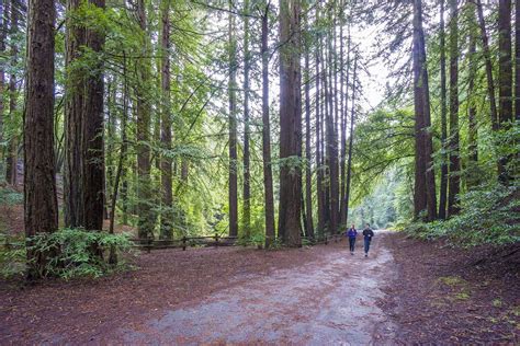 Reinhardt Redwood Regional Park