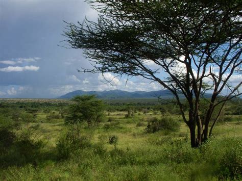 African Savanna Grass Species