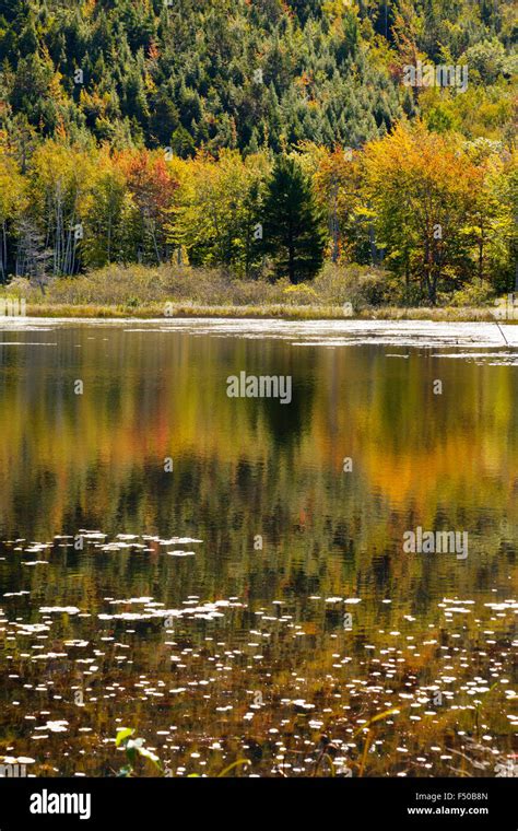 Acadia Trees Hi Res Stock Photography And Images Alamy