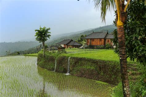 Scenic View On Rice Paddy With Houses I The Background Stock Image