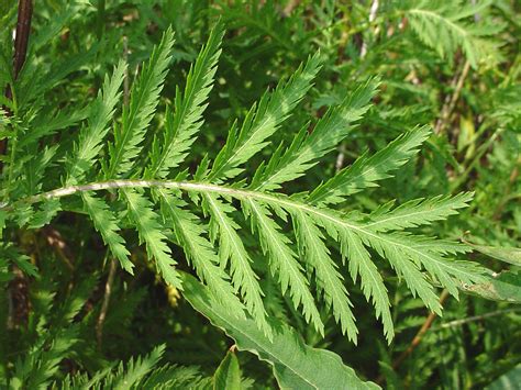 Растения С Резными Листьями Фото – Telegraph