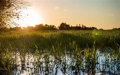 World Wetlands Day: Theme and significance - News Live