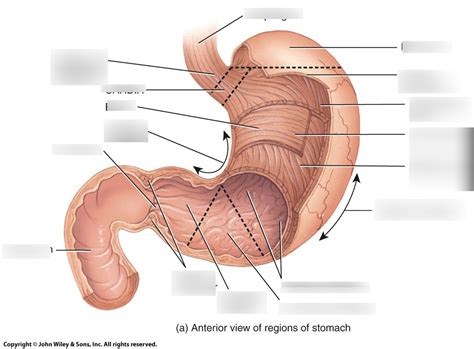 Stomach Diagram Quizlet