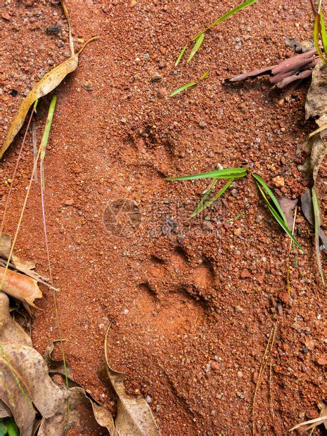 野猫在泥土上的脚步高清图片下载 正版图片504392979 摄图网