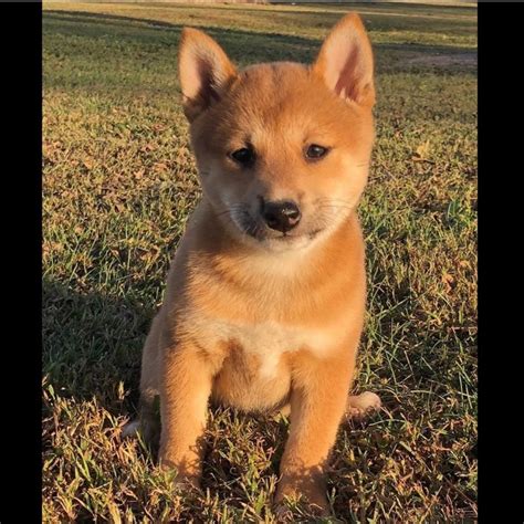 Best Shiba Inu Breeders | tunersread.com