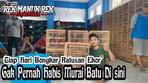 TIADA HABIS BURUNG MURAI BATU TIAP HARI BONGKAR GACORAN DAN TROTOLAN