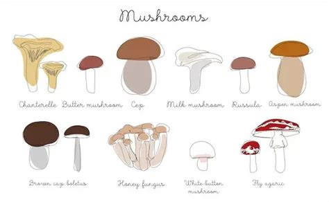 How many different types of mushroom are there?