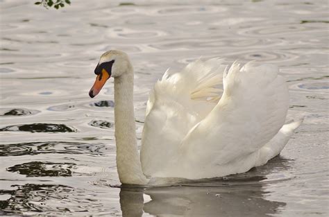 Swan at Roath Lake. Free Photo Download | FreeImages