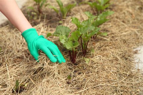 When to Plant Beets » Best Times for Success