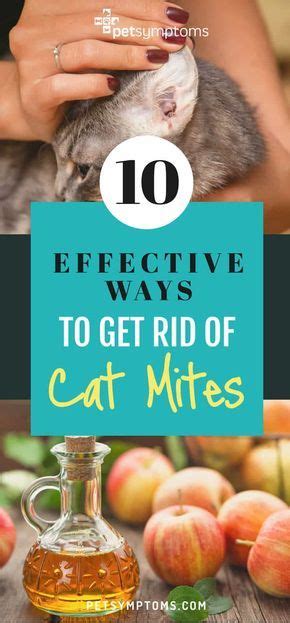 Get Rid Of Cat Mites With These 10 Effective Ways Cat Ear Mites Cat Remedies Cat Medicine