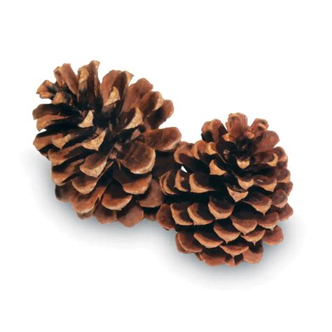 Bulk Ponderosa Pine Cones | 100% USA Sustainably Sourced - Branches and ...