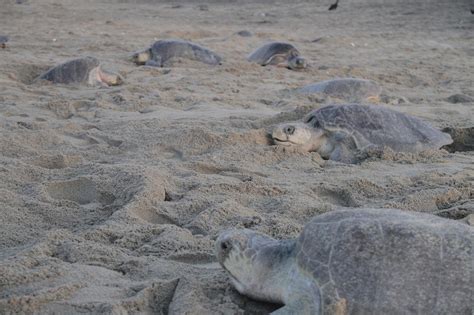 SEMARNAT México on Twitter Santuario Playa Escobilla Oaxaca