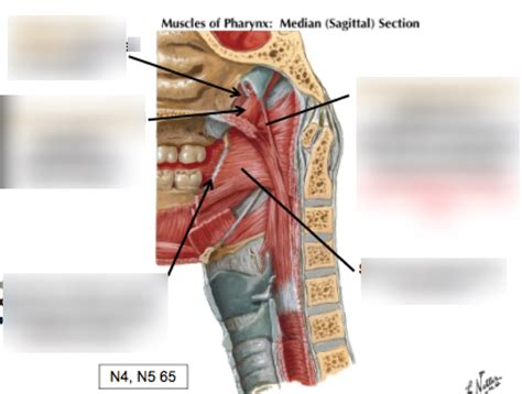 Muscles Of Pharynx Diagram Quizlet