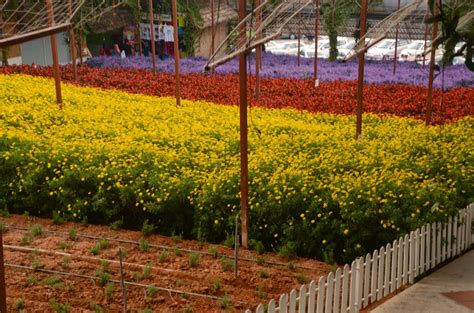 Cameron Lavender Garden , Cameron Highland