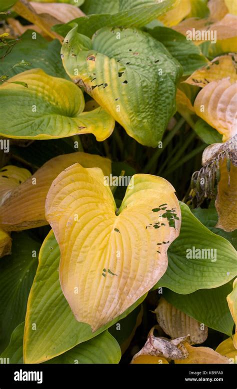 Slug Damaged Hosta Leaves High Resolution Stock Photography And Images