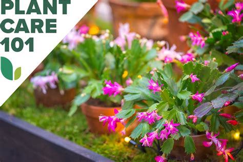 Christmas Cactus Care 101 Bob Vila