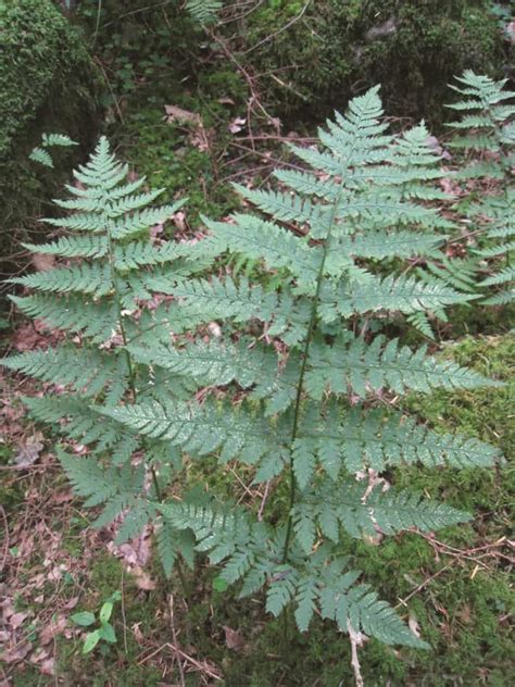 Fern Identification – Field Studies Council