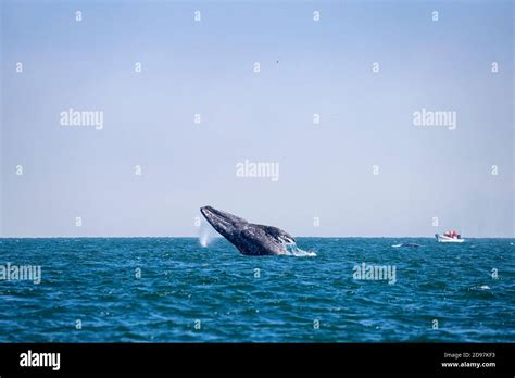 Blue whale breaching hi-res stock photography and images - Alamy