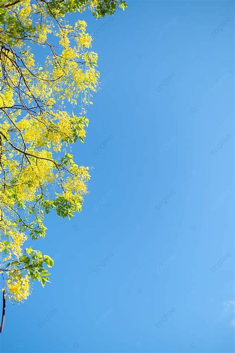 Fondo La Flor Nacional De Tailandia Cassia Fistula Tambi N Conocida