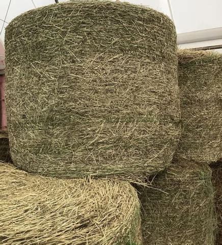 Sorghum Round Bales Nex Tech Classifieds